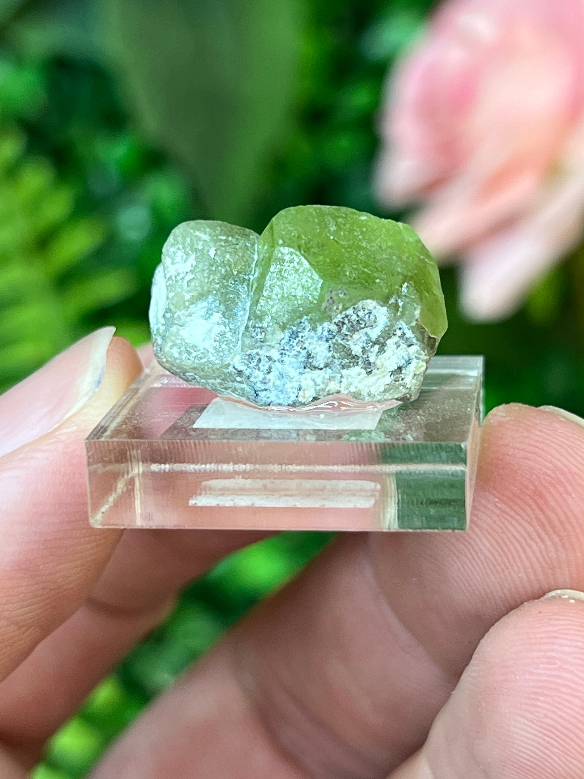 Forsterite var. Peridot