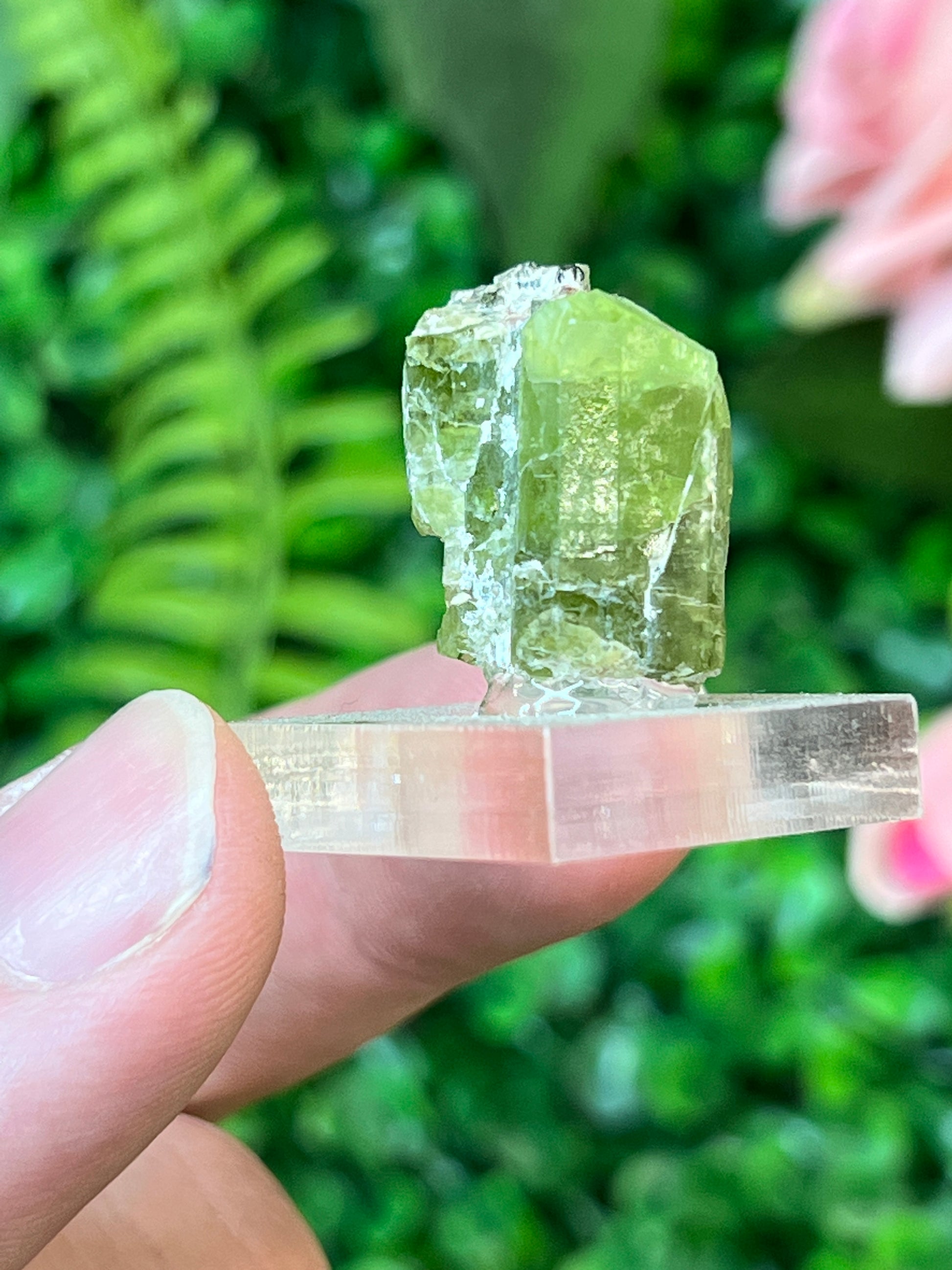 Forsterite var. Peridot