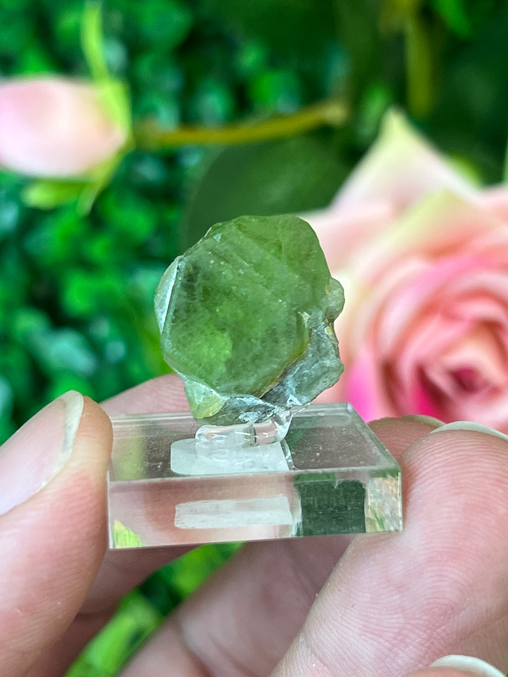 Forsterite var. Peridot