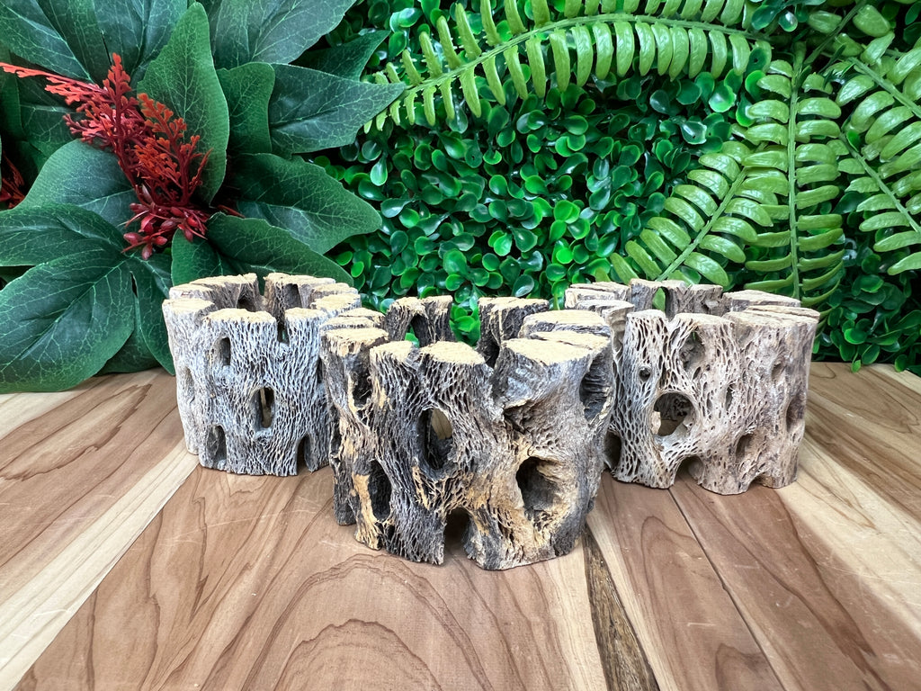 Cholla Sphere Stands