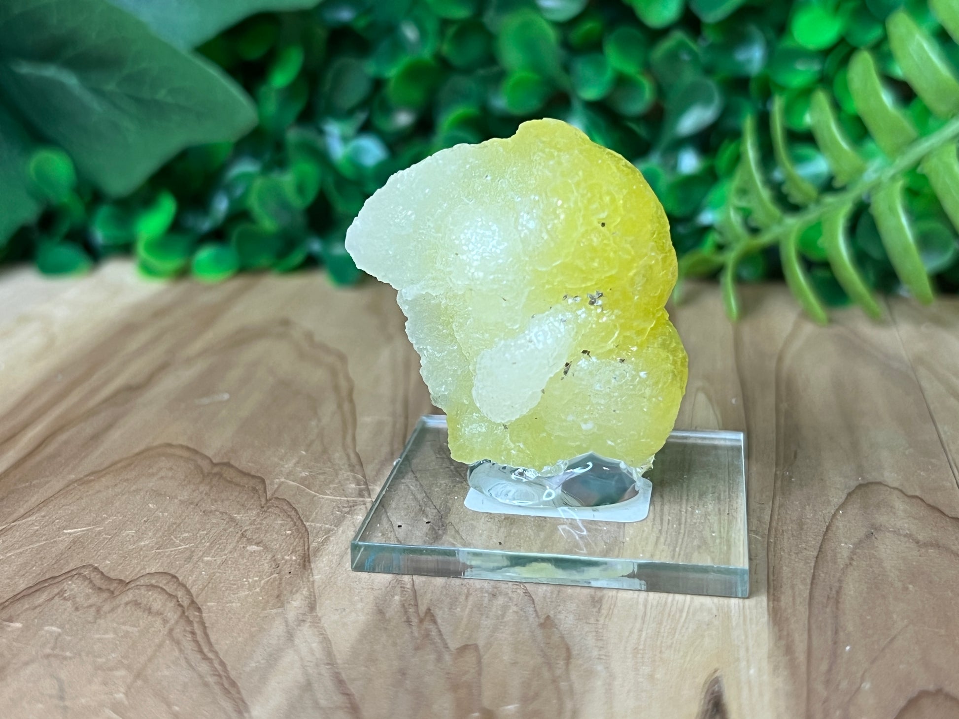 Brucite 'Bird'