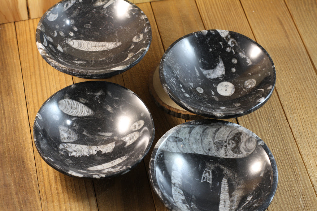 Orthoceras Fossil Bowls