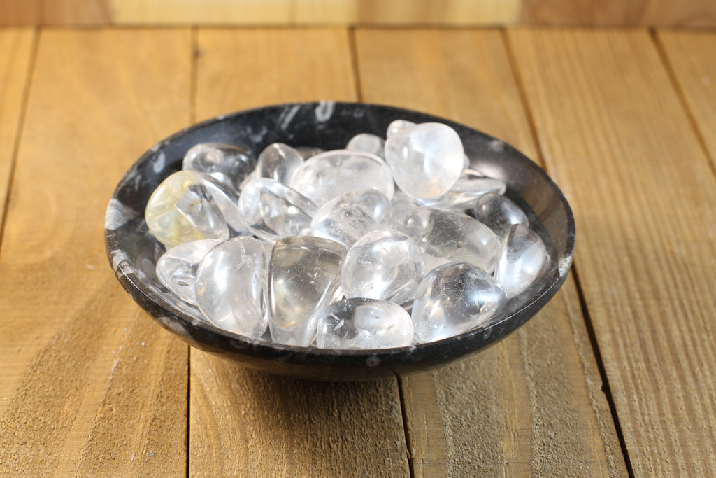 Orthoceras Fossil Bowls