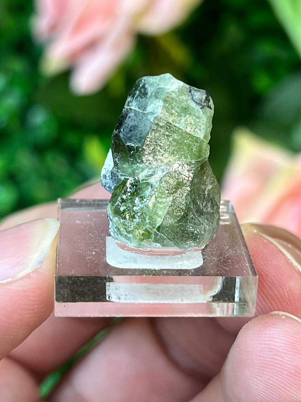 Forsterite var. Peridot