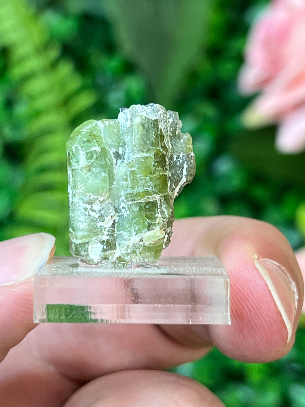 Forsterite var. Peridot